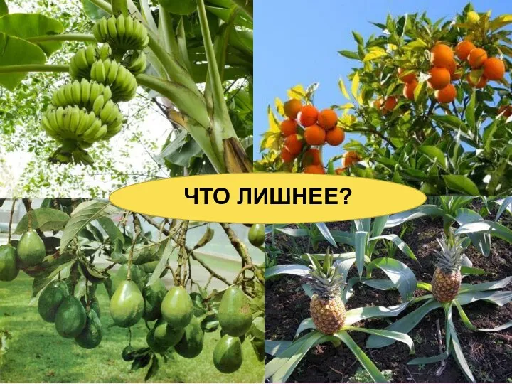 ЧТО ЛИШНЕЕ?