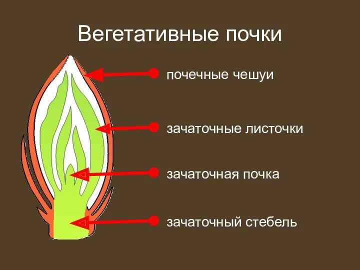 Вегетативные почки