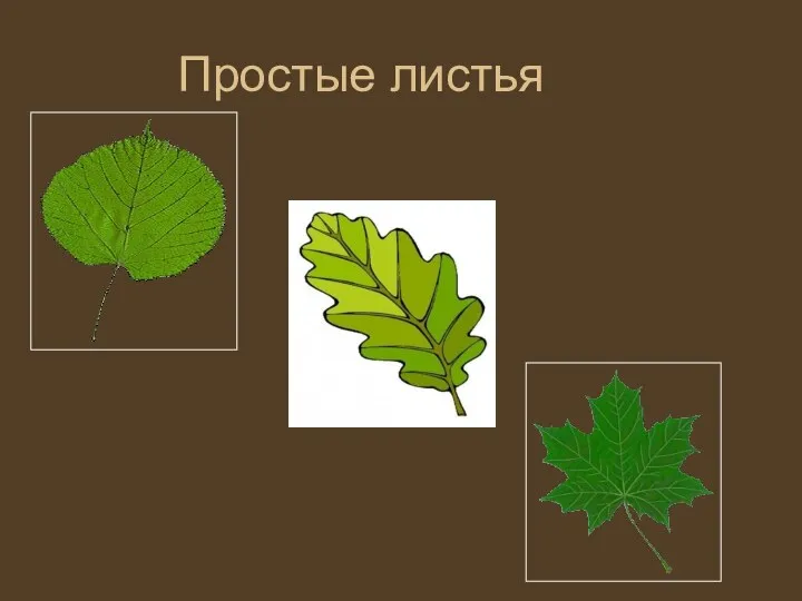 Простые листья