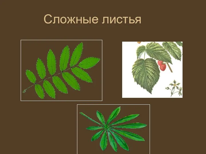 Сложные листья