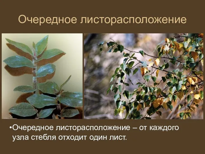 Очередное листорасположение Очередное листорасположение – от каждого узла стебля отходит один лист.