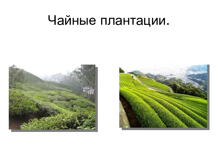 Чайные плантации.