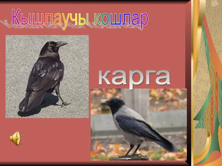 Кышлаучы кошлар карга