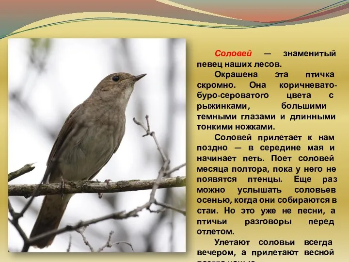 Соловей — знаменитый певец наших лесов. Окрашена эта птичка скромно.