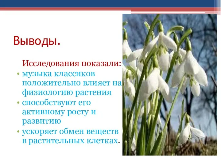 Выводы. Исследования показали: музыка классиков положительно влияет на физиологию растения