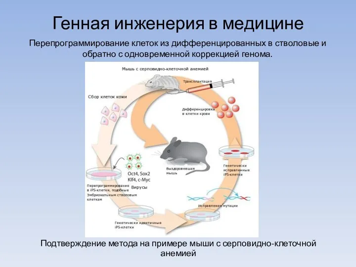 Генная инженерия в медицине Перепрограммирование клеток из дифференцированных в стволовые