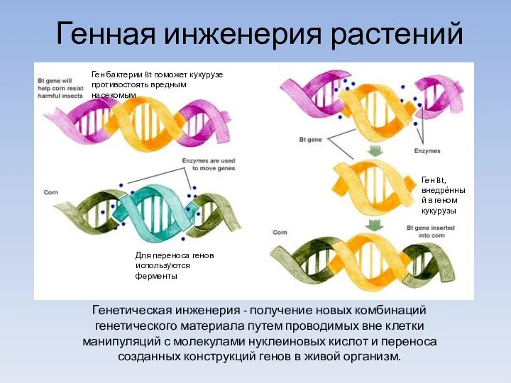 Генная инженерия растений Генетическая инженерия - получение новых комбинаций генетического