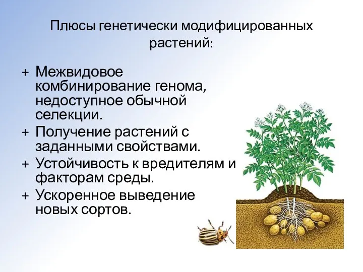 Плюсы генетически модифицированных растений: Межвидовое комбинирование генома, недоступное обычной селекции.