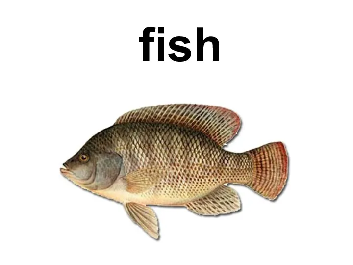 fish