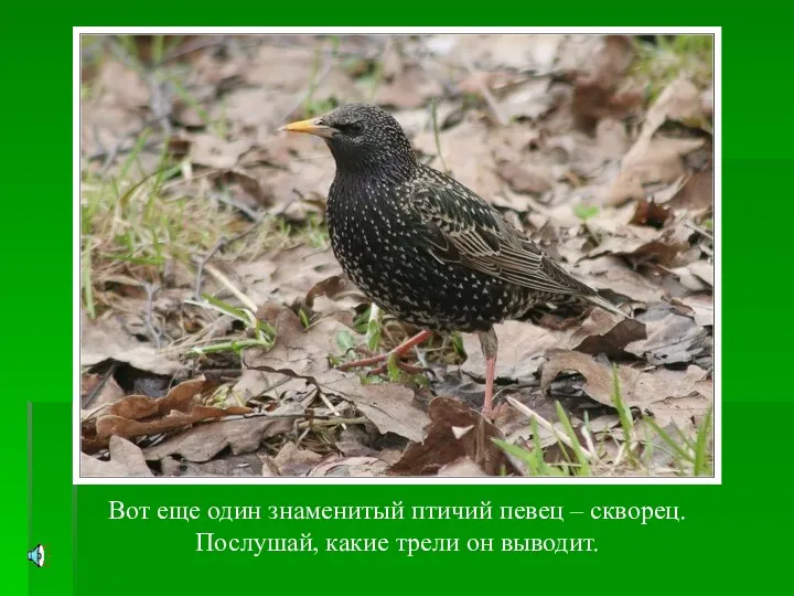 Вот еще один знаменитый птичий певец – скворец. Послушай, какие трели он выводит.
