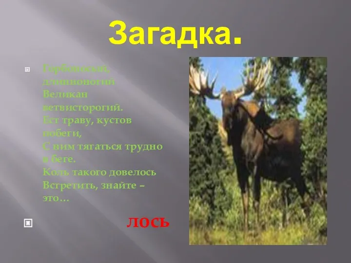 Загадка. Горбоносый, длинноногий Великан ветвисторогий. Ест траву, кустов побеги, С