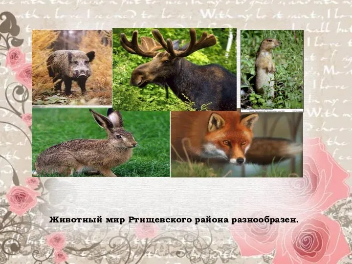 Животный мир Ртищевского района разнообразен.