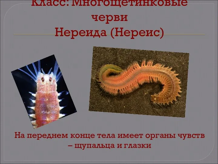 Класс: Многощетинковые черви Нереида (Нереис) На переднем конце тела имеет органы чувств – щупальца и глазки