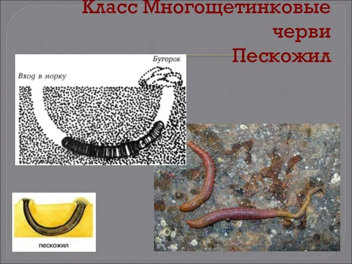 Класс Многощетинковые черви Пескожил