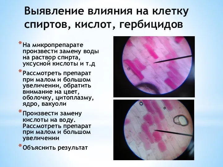 Выявление влияния на клетку спиртов, кислот, гербицидов На микропрепарате произвести