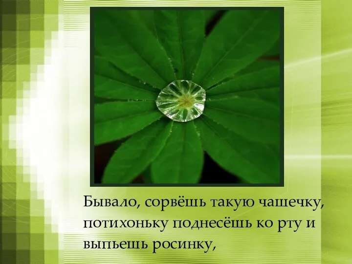 Бывало, сорвёшь такую чашечку, потихоньку поднесёшь ко рту и выпьешь росинку,