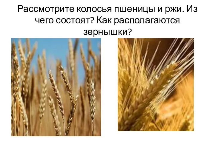Рассмотрите колосья пшеницы и ржи. Из чего состоят? Как располагаются зернышки?