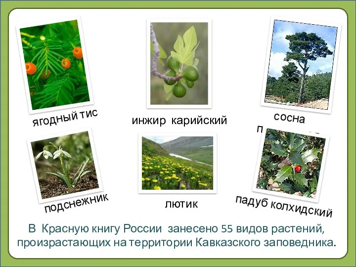 В Красную книгу России занесено 55 видов растений, произрастающих на территории Кавказского заповедника.