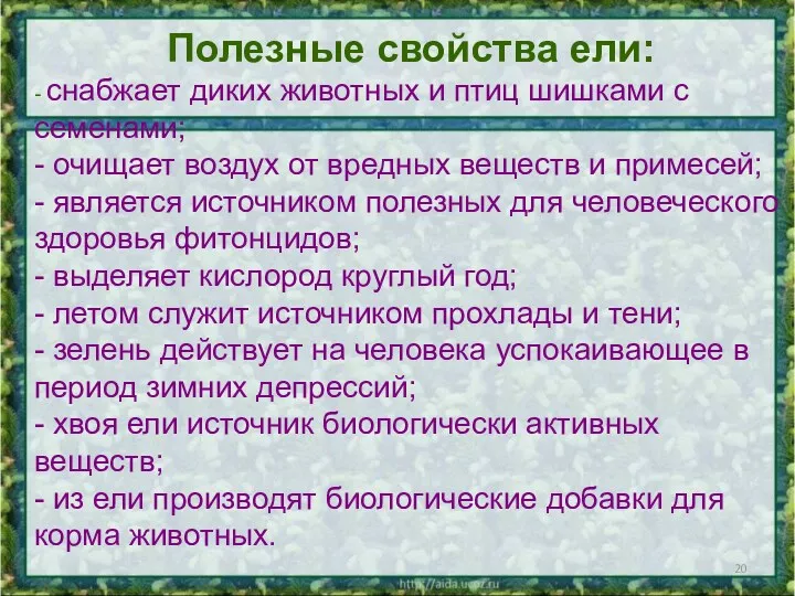 Полезные свойства ели: - снабжает диких животных и птиц шишками