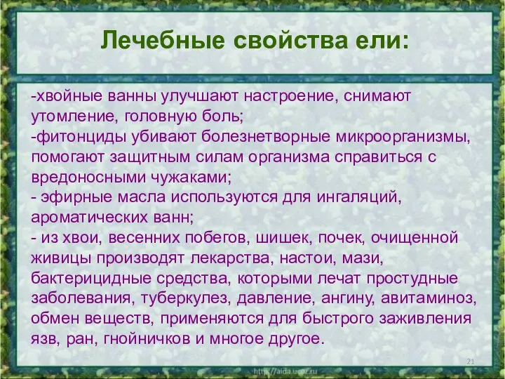 Лечебные свойства ели: -хвойные ванны улучшают настроение, снимают утомление, головную боль; -фитонциды убивают