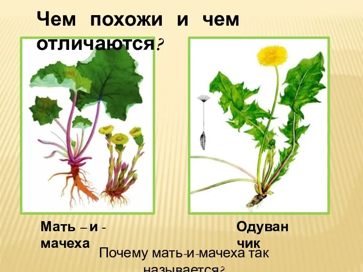 Чем похожи и чем отличаются? Мать – и - мачеха Одуванчик Почему мать-и-мачеха так называется?