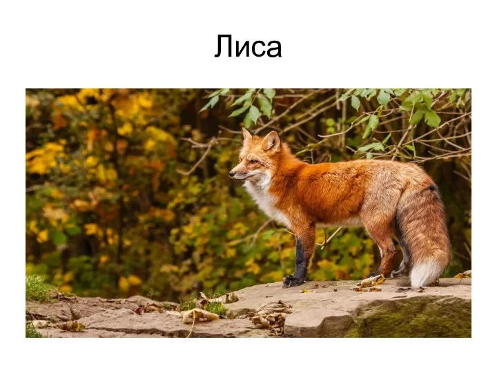 Лиса