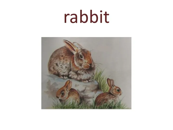 rabbit