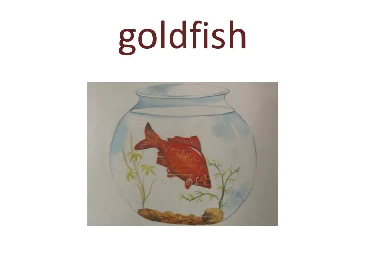 goldfish