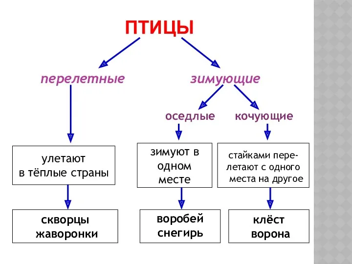 ПТИЦЫ перелетные зимующие улетают в тёплые страны зимуют в одном месте оседлые кочующие