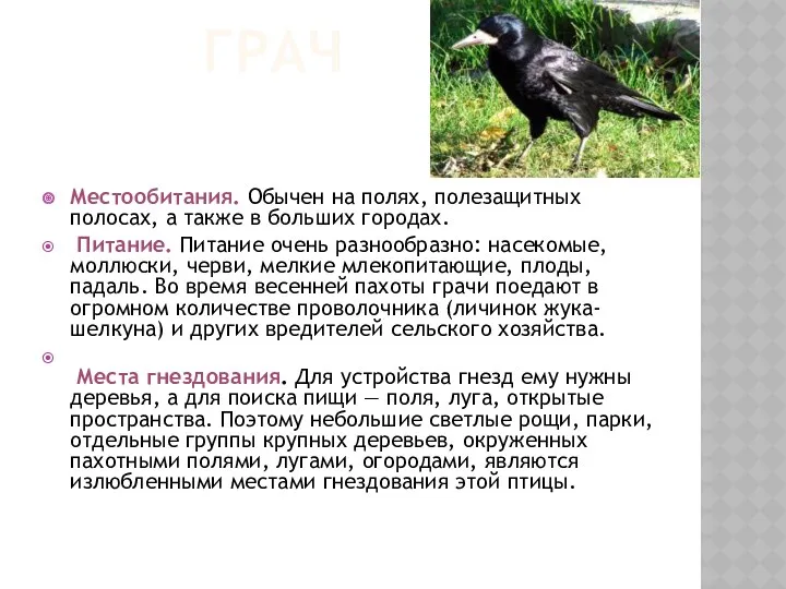 ГРАЧ Местообитания. Обычен на полях, полезащитных полосах, а также в больших городах. Питание.