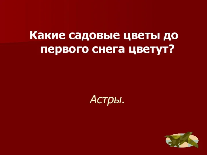 Астры. Какие садовые цветы до первого снега цветут?