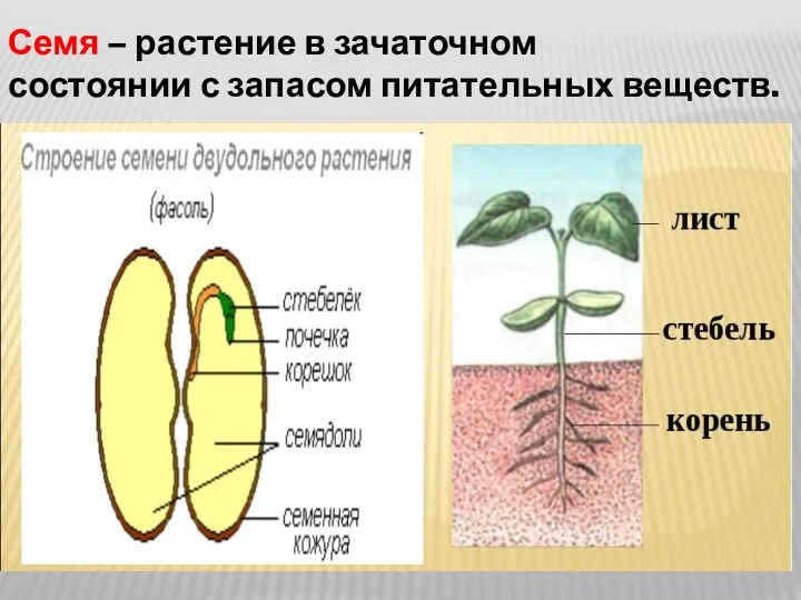 Семя – растение в зачаточном состоянии с запасом питательных веществ.
