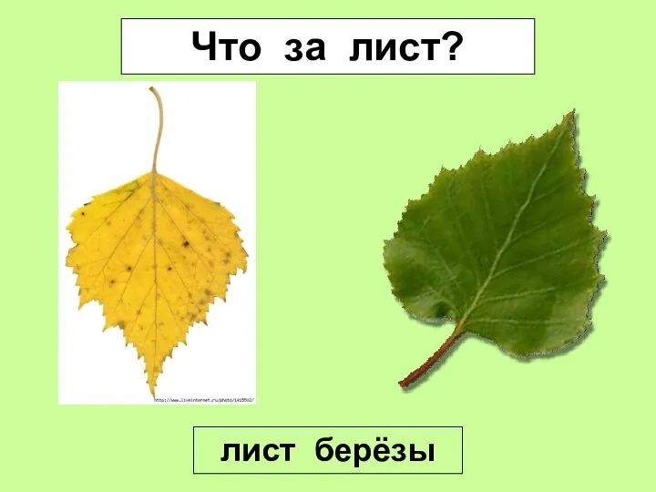 Что за лист? лист берёзы