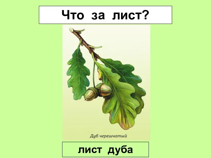 Что за лист? лист дуба