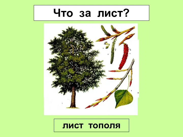 Что за лист? лист тополя