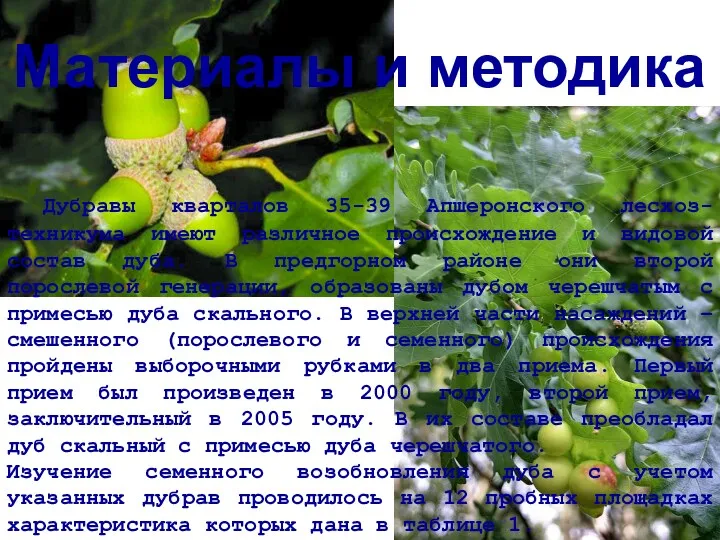 Дубравы кварталов 35-39 Апшеронского лесхоз-техникума имеют различное происхождение и видовой