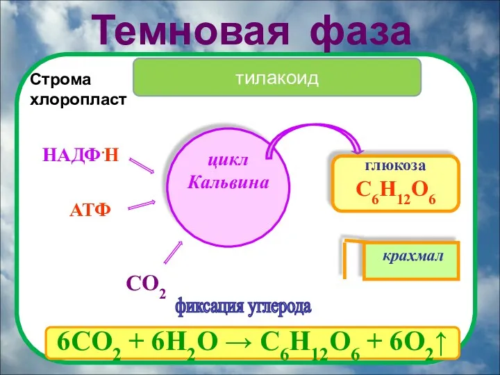 Темновая фаза глюкоза С6Н12О6 СО2 крахмал фиксация углерода Строма хлоропласт тилакоид