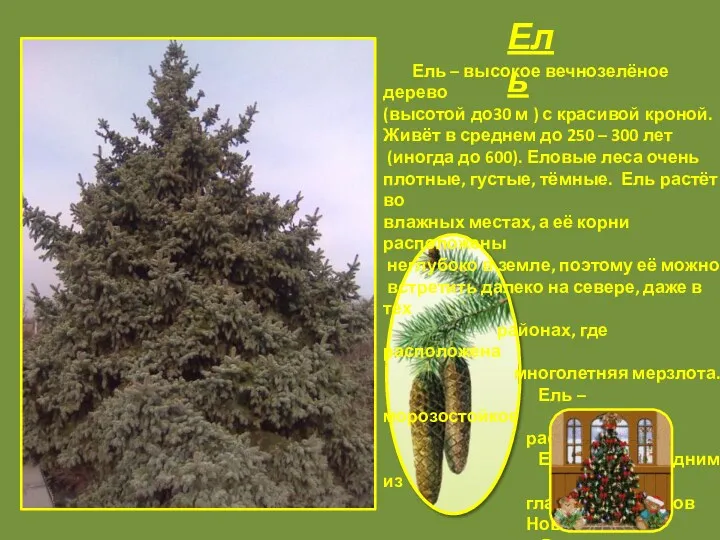 Ель Ель – высокое вечнозелёное дерево (высотой до30 м )