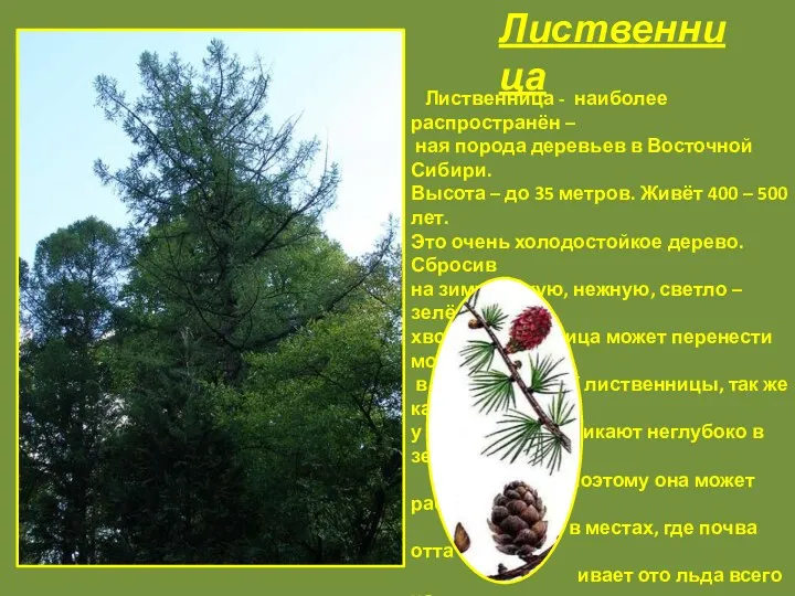 Лиственница - наиболее распространён – ная порода деревьев в Восточной