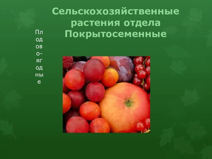 Сельскохозяйственные растения отдела Покрытосеменные Плодово-ягодные