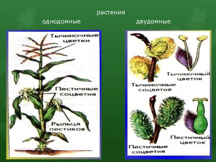 растения однодомные двудомные