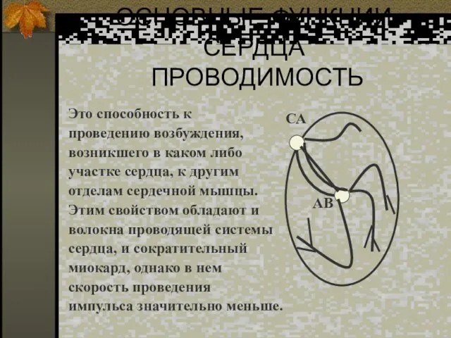 ОСНОВНЫЕ ФУНКЦИИ СЕРДЦА ПРОВОДИМОСТЬ Это способность к проведению возбуждения, возникшего