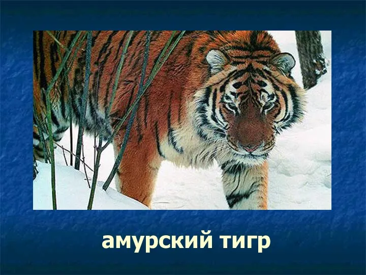 амурский тигр