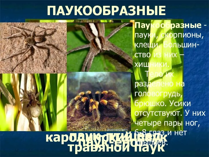 каролинский паук паук-птицеед паук-енот травяной паук ПАУКООБРАЗНЫЕ Паукообразные - пауки,