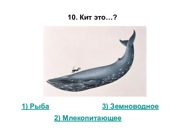 10. Кит это…? 1) Рыба 3) Земноводное 2) Млекопитающее