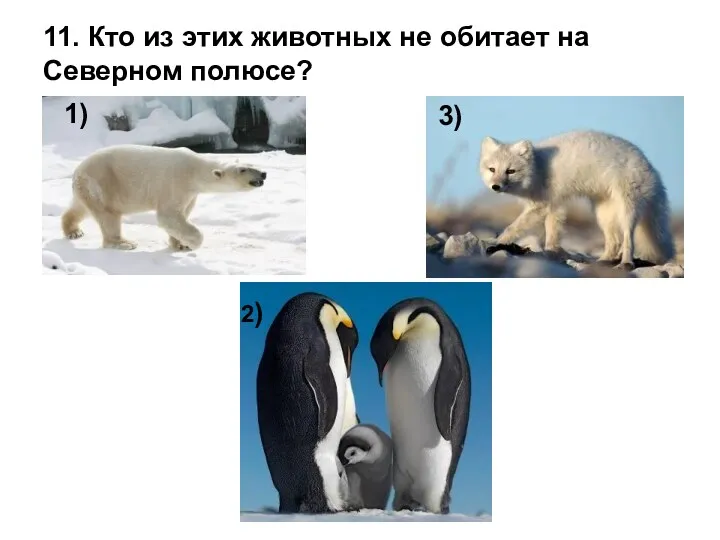 3) 1) 2) 11. Кто из этих животных не обитает на Северном полюсе?