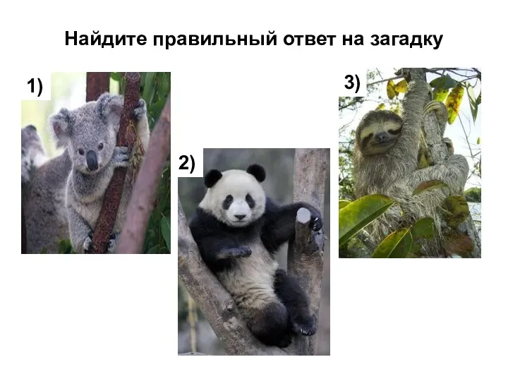 Найдите правильный ответ на загадку 1) 2) 3)