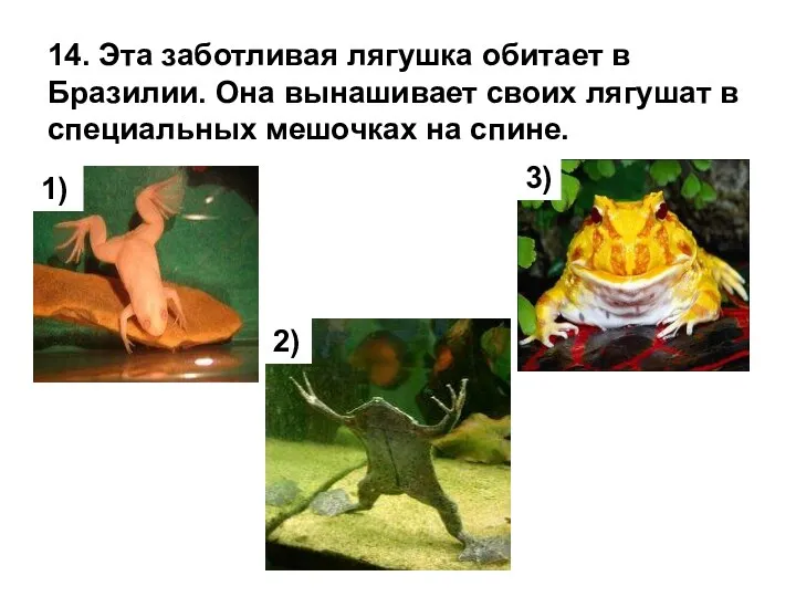 14. Эта заботливая лягушка обитает в Бразилии. Она вынашивает своих лягушат в специальных