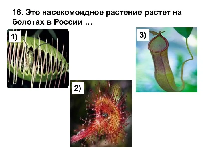 16. Это насекомоядное растение растет на болотах в России … ) 1) 2) 3)