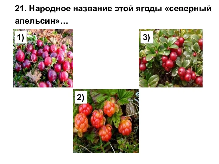 21. Народное название этой ягоды «северный апельсин»… 1) 2) 3)
